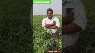 Chilly Unisem Ninja Farmer feedback at Jannaram( Khammam- Telangana.)