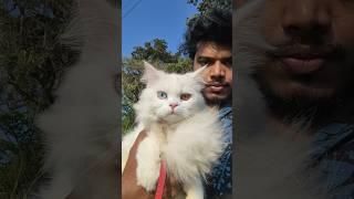 Catitude is everything || Persian Cat #cat