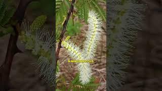 Does mimosa tree contain THAT chemical?