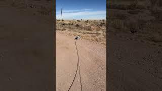 Long Lead Walking a Wolfdog Puppy How to Start Training