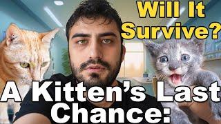 Unforgettable Kitten Rescues: 5 Stories of Survival and Hope (Kitten Rescue) Lucky Paws