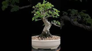 Scarring in bonsai