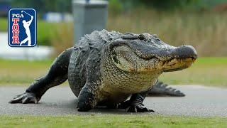 Best of: Alligator encounters at the Zurich Classic