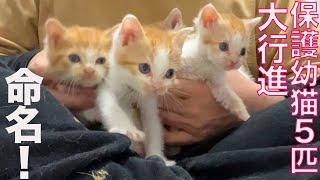 保護幼猫5兄妹、命の名を授かる　Naming The rescued 5 kitties