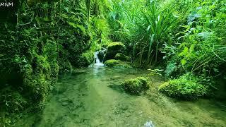 Calming Forest Stream with Fantastic Birds Sounds, Relieve Stress, Calm the Mind, Pampers the Mind