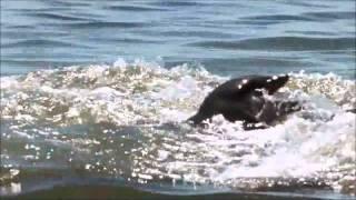 Miracles of Creation - The Bottlenose Dolphin