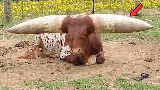 Farmer Finds Missing Cow After 8 Months – When He Gets Closer, He Turns Pale