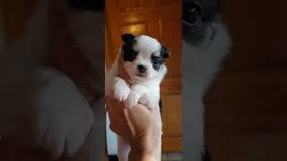 Available Chihuahua puppy