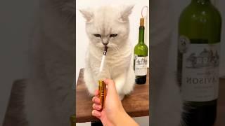 Cat smoking cigarette  #funny #shorts