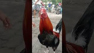 Mirif AYAM Philipine Pasar Daya Makassar