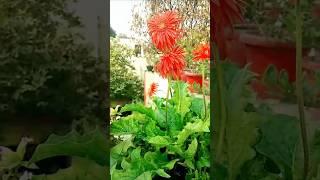  Explore the Beauty of a Vibrant Gerbera Flower Garden  | Gerbera Farming Tips 