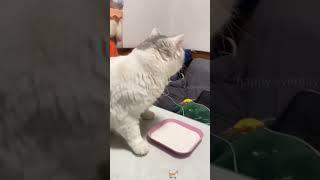 The funniest pet video of the year！#cat #dog #pets #funny #ViralMusic #trending