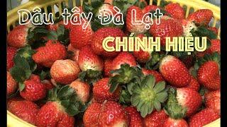 Chứng nhận Dâu Tây Đà Lạt là gì mà chỉ 10 vườn có? Strawberry farm recognized by Dalat government