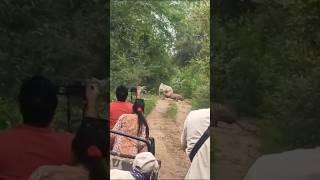 Male Tiger Attacked Cow in Zone 10  #shorts #shortsfeed#youtubeshorts