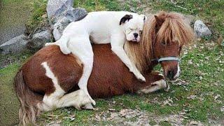 Funny Animals Who Are Absolutely Obsessed With Each Other!  Animal BEST Friends