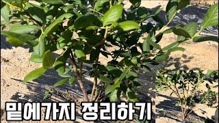 블루베리 가지정리 아까워서 못하면,  영원히 못한다.#블루베리재배 #blueberry #blueberryfarm #gardening