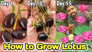 6 Hacks Grow Lotus from Seeds | Grow lotus from seeds to Flowering (100%)