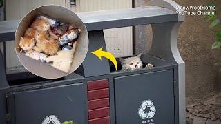 Homeless Mother Cat Gives Birth to 4 Kittens in a Trash Bin