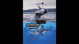 Orca vs Prehistoric Sharks #1v1 #vs #dolphin #sea #ocean #shark  #megalodon #orca #whale #edit