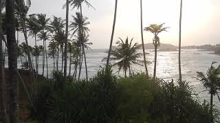 Sri Lanka,ශ්‍රී ලංකා,Ceylon,Mirissa Area Ocean View Coconut