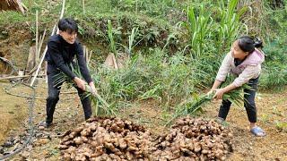 Two brothers harvest ginger to sell, Renovate the garden land to grow vegetables