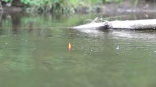 River Fishing Giant KING SALMON With BOBBER DOWNS!