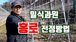 밀식과원 홍로 전정방법