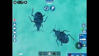 Ball’s Antarctic Tundra Beetle 🪲 *At Beardmore Glacier* (Roblox Expedition Antarctica)