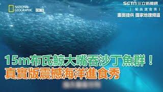 15ｍ布氏鯨大嘴吞食沙丁魚群！真實版震撼海洋進食秀 ｜三立新聞網SETN.com