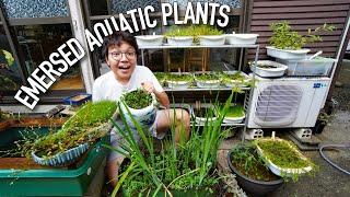 Full Tour of My Emersed Aquatic Plant Farm