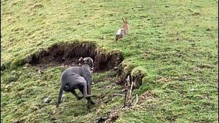 Ferreting with my lurcher Harley