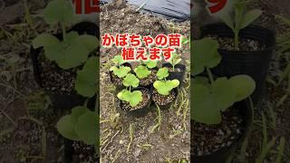 かぼちゃの苗を植え付けました‼️#家庭菜園 #農業 #かぼちゃ #かぼちゃ栽培 #田舎暮らし #いやし
