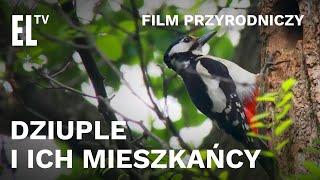 Dziuple i ich mieszkańcy |FILM PRZYRODNICZY|