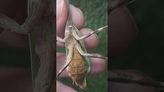 Praying Mantis Facts #4 No Google Required