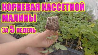 Укоренение крапивки малины. Итоги