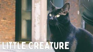 Julian Grimm - Little Creature (Pirate Studios Session)