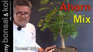 Bonsai 2024-30 - Ahorn-Mix - einfach mal wieder Ahorn!