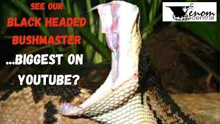 8+ ft. MONSTER Black headed Bushmaster | World's Largest Pit Viper