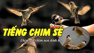 Tiếng chim sẻ mồi chuẩn và tự nhiên nhất (dài 60 phút không quảng cáo)