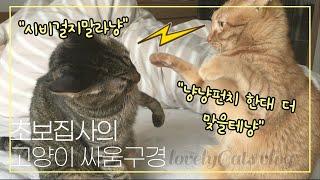 [하나네찌 남매냥 Vlog] 초보집사의 고양이 싸움구경│[Hana&Nezzi] Watch the master's cat fight