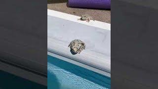 Frog Flicks Annoying Bug Into Pool || ViralHog