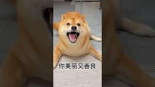 chú chó Shiba Inu dễ thương part 4 #dog #doglover #shibainu #cute #funny #puppy