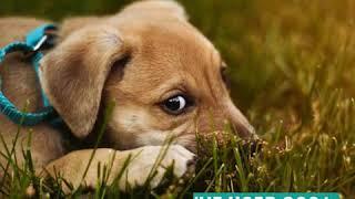 PET CARE Sciences Puppy Shampoo Short Product Video | PuppySimply