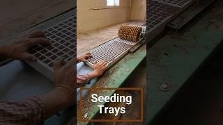 Seeding Trays with Tobacco at Home Farm | Farm Finance Doctor | Shorts