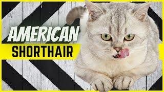 AMERICAN SHORTHAIR KATZE - Charakter, Aussehen & Verhalten