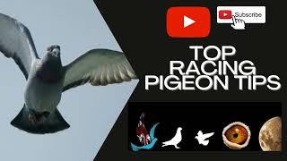 racing pigeons fitness did you know this