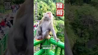 猴哥打怪-台東景點台灣獼猴【登仙橋遊憩區】Macaque around-Taiwan Monkey Recreation Area#Shorts