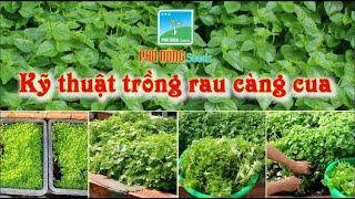 Cách trồng rau càng cua trong chậu ( Đơn giản, dễ thực hiện, hiệu quả, ...)