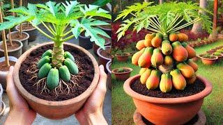 Ready to grow your own papaya trees at home | How to papaya air layering