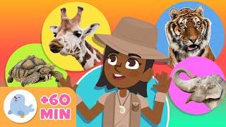 ANIMALS  Animals for Kids  Compilation